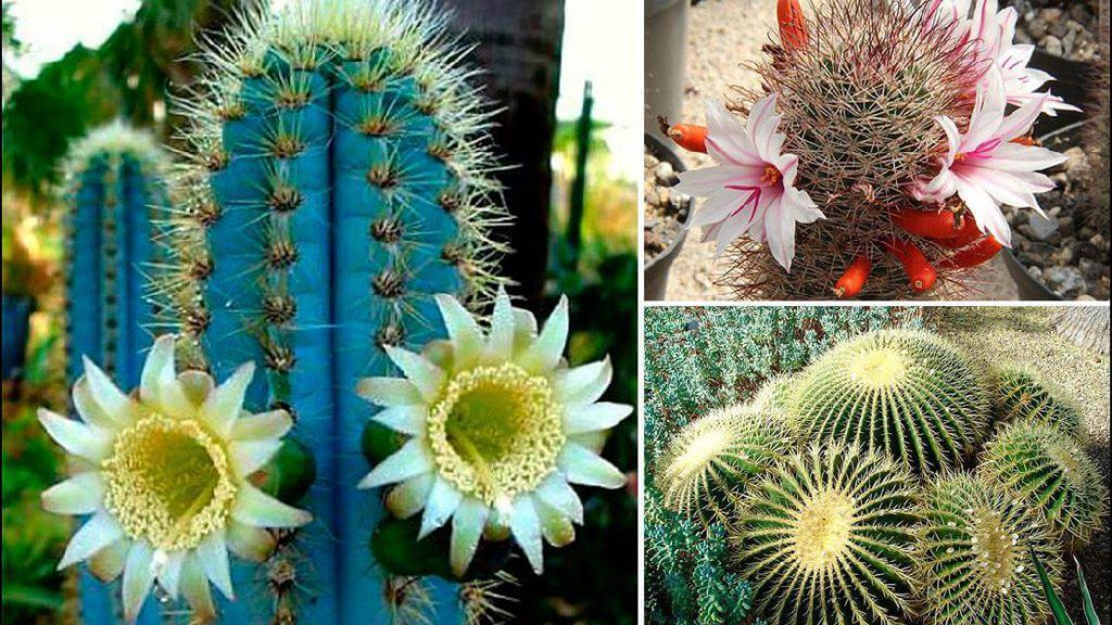 Tienda de cactus y suculentas online