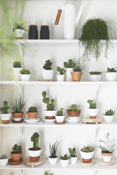 Decoración de cactus en estanterías