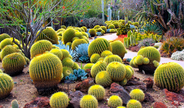Decoración de cactus en el jardín