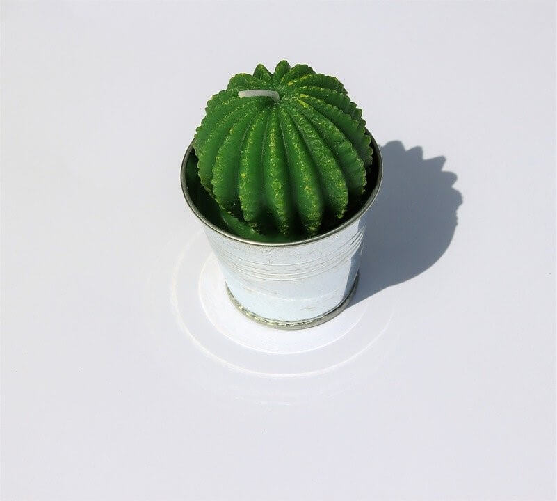 Velas de Cactus