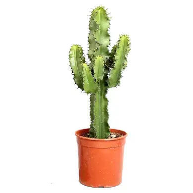 Cactus Euphorbia Eritea