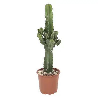 Cactus Euphorbia Candelabro