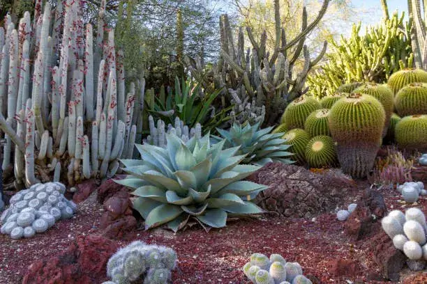 Tierra y Sustratos para Cactus