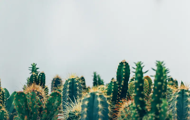 Comprar semillas de cactus