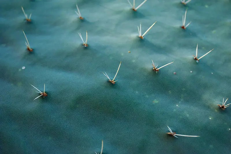 cómo sacar espinas de cactus pequeñas de la piel