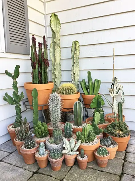 macetas de cactus variadas