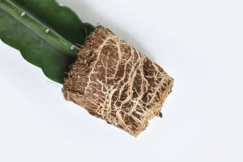 Hijuelos de cactus separados para trasplantar a otra maceta